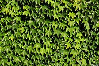 wall of vines.jpg