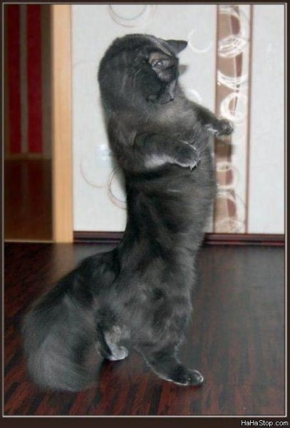 Weird_Dancing_Cat.jpg