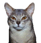 wink.gif