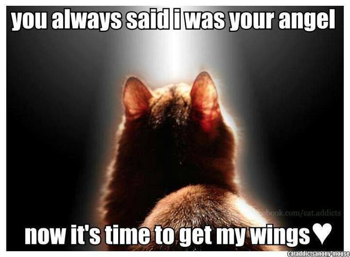 you always said I was your angel...now it's time to get my wings.jpg