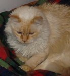 Gentle in his basket 3.JPG