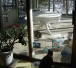 KittiesSmallPorch.jpg