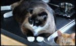tater and l in sink.jpg