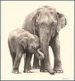 elephant resize.jpg