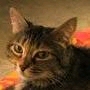 tesser resize.jpg