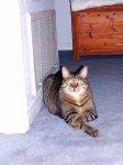fancyclove.jpg