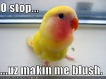 funny-pictures-you-are-making-the-little-bird-blush.jpg