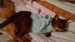 Sasha's new vest.jpg