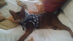 Sasha Harness.jpg