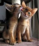 kitty kisses.jpg