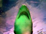 green_shark (Custom).jpg