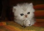 praying kitty.jpg