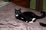My Little Cat.jpg