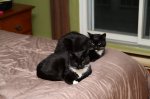 My Little Cats.jpg