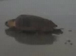 crawl062010.JPG