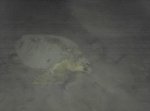 2011-06-11_crawl.JPG