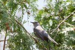 Grey Catbird.jpg