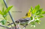 Black-Throated Green Warbler.jpg