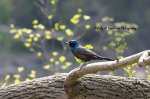 Common Grackle 02.jpg