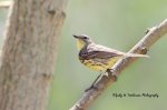Kirtland's Warbler.jpg