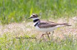 Kildeer.jpg