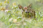 Fawn at Hawk's Cliff.jpg