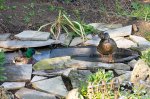 Daisy and Duke Duck.jpg