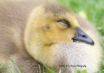 Gosling 02.jpg