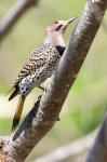 Male Northern Flicker 02.jpg