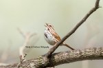 Song Sparrow 04.jpg