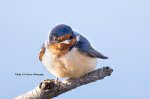 Barn Swallow 03.jpg
