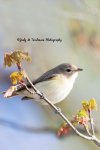 Warbling Vireo 03.jpg