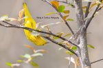 Yellow Warbler 04.jpg