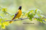 Female Baltimore Oriole.jpg