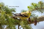Yellow Finch 04.jpg