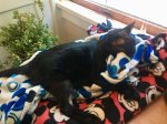the day I bourght him home - 4 days post surgery.jpg