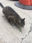 cat friend at AirBNB 2.jpg