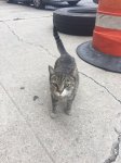cat friend at AirBNB.jpg
