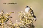 White-Crowned Sparrow 02.jpg