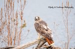 Red-Tailed Hawk at Saunders Pond 01.jpg