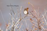 Swamp Sparrow.jpg