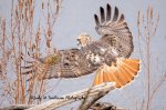 Red-Tailed Hawk at Saunders Pond 02.jpg