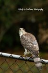 Cooper's Hawk.jpg