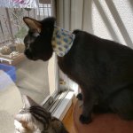 freestyle libre in dogs