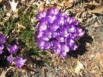 crocus 2.JPG