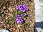 crocus 3.JPG