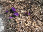 crocus 5.JPG