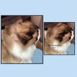 3B1FE9E8-9F1F-41E8-90EA-018BCD78101E.png
