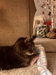 Chispa_WaitingForSanta.jpg