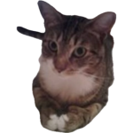 upload_2024-12-20_6-24-23.png